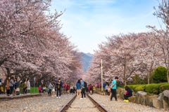 Wiosny Czereśniowego okwitnięcia festiwal, Jinhae, Południowy Korea fotografia stock Wiosny Czereśniowego okwitnięcia festiwal, Jinhae, Południowy Korea fotografia stock