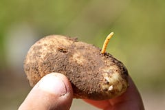 The wireworm is the larva of a beetle of the click beetle on potatoes closeup royalty free stock images The wireworm is the larva of a beetle of the click beetle on potatoes closeup royalty free stock images