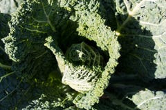 Wirsingkohl, der im Gemüsegarten wächst stockbilder Wirsingkohl, der im Gemüsegarten wächst stockbilder