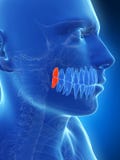 Wisdom teeth royalty free illustration Wisdom teeth royalty free illustration