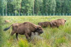 Wisent européen de bison, Zubr dans le pâturage en été image libre de droits Wisent européen de bison, Zubr dans le pâturage en été image libre de droits