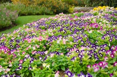 Wishbone kwiatu tło, Torenia fournieri Zdjęcia Stock Wishbone kwiatu tło, Torenia fournieri Zdjęcia Stock