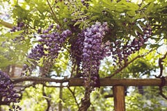 Wisteria flowers on a Spring day in Japan royalty free stock photos Wisteria flowers on a Spring day in Japan royalty free stock photos