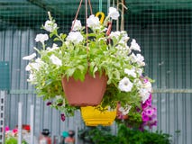 Wisz?cy flowerpots w sklepie dla ogrodniczek zdjęcia royalty free Wisz?cy flowerpots w sklepie dla ogrodniczek zdjęcia royalty free