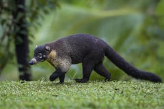 Wit-besnuffelde narica van Coati - Nasua- stock foto Wit-besnuffelde narica van Coati - Nasua- stock foto