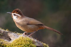 Wit-browed Laughingthrush stock afbeeldingen Wit-browed Laughingthrush stock afbeeldingen