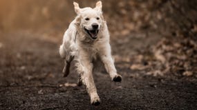 Wit Labrador Stock Afbeelding Wit Labrador Stock Afbeelding