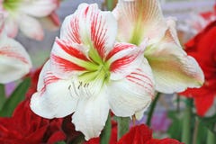 Wit met rode hippeastrum, Amaryllis-bloem het bloeien stock afbeeldingen Wit met rode hippeastrum, Amaryllis-bloem het bloeien stock afbeeldingen