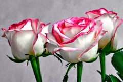 wit nam met rode en roze randen op een grijze achtergrond toe stock fotografie wit nam met rode en roze randen op een grijze achtergrond toe stock fotografie