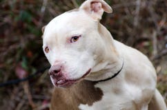 Wit onder ogen gezien Pit Bull Terrier royalty-vrije stock afbeeldingen Wit onder ogen gezien Pit Bull Terrier royalty-vrije stock afbeeldingen