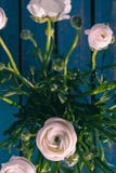 Wit/roze/Ranonkels/Ranunculus/Bloemen/Bloemen/Perzische Boterbloem stock afbeeldingen Wit/roze/Ranonkels/Ranunculus/Bloemen/Bloemen/Perzische Boterbloem stock afbeeldingen
