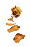 Withered Rose Stock Photos