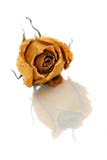 Withered Rose Stock Images