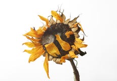 Withered Sunflower Stock Images Withered Sunflower Stock Images
