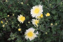 Witte asterbloemen die bij de zon glimlachen Witte asterbloemen op geïsoleerde achtergrond royalty-vrije stock foto's Witte asterbloemen die bij de zon glimlachen Witte asterbloemen op geïsoleerde achtergrond royalty-vrije stock foto's