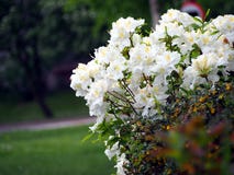 Witte Azalea - Rododendron royalty-vrije stock afbeelding Witte Azalea - Rododendron royalty-vrije stock afbeelding