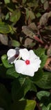 Witte bloem stock fotografie Witte bloem stock fotografie