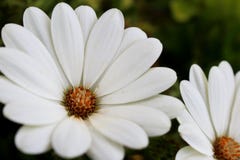 Witte bloem en greens stock afbeelding Witte bloem en greens stock afbeelding