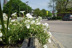 Witte bloemen bij een Kruising stock afbeelding Witte bloemen bij een Kruising stock afbeelding