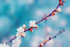 Witte de bloemenbloesem van de kersenboom op boomtak in de lente stock fotografie Witte de bloemenbloesem van de kersenboom op boomtak in de lente stock fotografie