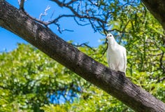 Witte die Duif in de wildernis in Oahu, Hawaï wordt gezien stock afbeeldingen Witte die Duif in de wildernis in Oahu, Hawaï wordt gezien stock afbeeldingen