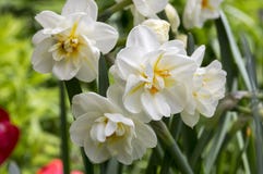 Witte dubbele narcissenpoeticus in bloei Stock Foto's Witte dubbele narcissenpoeticus in bloei Stock Foto's