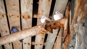 Witte duiven en duiven die onder houten brug zitten stock afbeeldingen Witte duiven en duiven die onder houten brug zitten stock afbeeldingen
