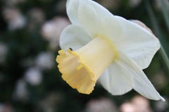 Witte en Gele Gele narcis Stock Foto Witte en Gele Gele narcis Stock Foto