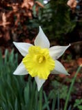 Witte en Gele Gele narcis Royalty-vrije Stock Afbeeldingen Witte en Gele Gele narcis Royalty-vrije Stock Afbeeldingen