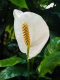 Witte enige Bloem stock afbeeldingen Witte enige Bloem stock afbeeldingen