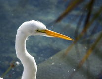 Witte grote aigrette royalty-vrije stock afbeeldingen Witte grote aigrette royalty-vrije stock afbeeldingen
