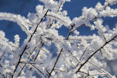 Witte kristallen van vorst op de takken Stock Fotografie Witte kristallen van vorst op de takken Stock Fotografie