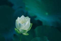 Witte lotusbloembloem met groene bladeren in vijver royalty-vrije stock foto Witte lotusbloembloem met groene bladeren in vijver royalty-vrije stock foto