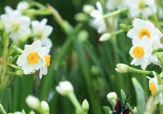 Witte mooie narcissenbloemen royalty-vrije stock afbeeldingen Witte mooie narcissenbloemen royalty-vrije stock afbeeldingen