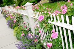 Witte Omheining en de Roze Close-up van Rozen stock afbeeldingen Witte Omheining en de Roze Close-up van Rozen stock afbeeldingen