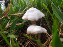 Witte paddestoel en groene grasachtergrond stock afbeelding Witte paddestoel en groene grasachtergrond stock afbeelding