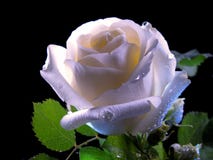 Witte Rose Bloom In The Night stock afbeeldingen Witte Rose Bloom In The Night stock afbeeldingen