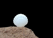 Witte shell op het zand met zwarte achtergrond, geweven behang als achtergrond stock afbeelding Witte shell op het zand met zwarte achtergrond, geweven behang als achtergrond stock afbeelding