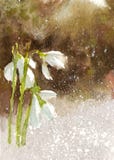 Witte sneeuwklokjes in de sneeuw stock illustratie Witte sneeuwklokjes in de sneeuw stock illustratie
