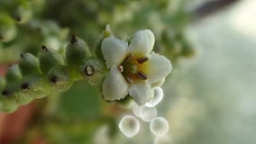 Witte tropische bloem op Franse Polynesia, Bora, Maupiti royalty-vrije stock foto's Witte tropische bloem op Franse Polynesia, Bora, Maupiti royalty-vrije stock foto's