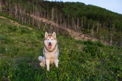 Wizerunek bezpłatny beżu i białego Syberyjskiego husky psa obsiadanie na wzgórzu w lesie przy zmierzchem na halnym tle zdjęcia stock Wizerunek bezpłatny beżu i białego Syberyjskiego husky psa obsiadanie na wzgórzu w lesie przy zmierzchem na halnym tle zdjęcia stock