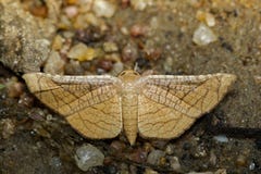 Wizerunek Brown ćma Motyli Lasiocampidae obraz royalty free Wizerunek Brown ćma Motyli Lasiocampidae obraz royalty free