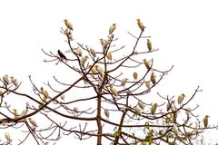 Wiązka bydło Egrets siedzi na drzewie W nadjeziornym Pokhara zdjęcie royalty free Wiązka bydło Egrets siedzi na drzewie W nadjeziornym Pokhara zdjęcie royalty free