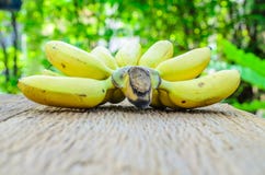 Wiązka dojrzali banany na drewnianej desce z plamy zieleni liściem Zdjęcie Stock Wiązka dojrzali banany na drewnianej desce z plamy zieleni liściem Zdjęcie Stock