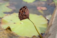 Więdnąca Nelumbo nucifera roślina w lotosowym stawie w Chiny obrazy royalty free Więdnąca Nelumbo nucifera roślina w lotosowym stawie w Chiny obrazy royalty free