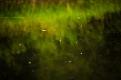 Wodna powierzchnia z połowu pławikiem i odbiciem płochy fotografia stock Wodna powierzchnia z połowu pławikiem i odbiciem płochy fotografia stock