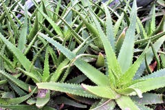 Woestijn Botanische Tuin Phoenix, Arizona, Verenigde Staten stock afbeelding Woestijn Botanische Tuin Phoenix, Arizona, Verenigde Staten stock afbeelding