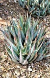 Woestijn Botanische Tuin Phoenix, Arizona, Verenigde Staten stock fotografie Woestijn Botanische Tuin Phoenix, Arizona, Verenigde Staten stock fotografie