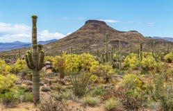 Woestijnlandschap in de Lente dichtbij Scottsdale, AZ royalty-vrije stock afbeelding Woestijnlandschap in de Lente dichtbij Scottsdale, AZ royalty-vrije stock afbeelding