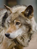 Wolf Wolf